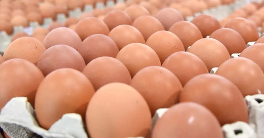 ‘ไข่ไก่’ ขึ้นอีกแล้ว ราคาต้นทุนปรับเป็น 3.50 บาท/ฟอง