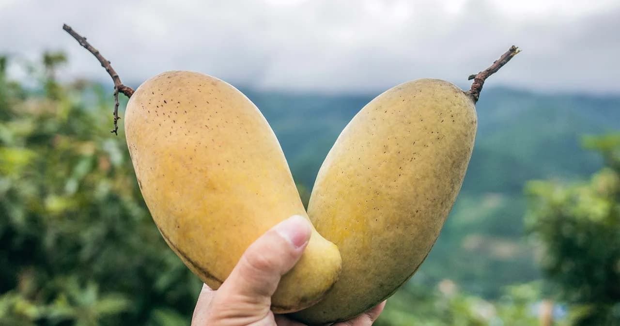 นายกฯ พอใจ ส่งออกมะม่วงไทยอันดับที่ 2 ในอาเซียน และอันดับ 7 ของโลก เร่งขยาย FTA ส่งออกเพิ่มเติม