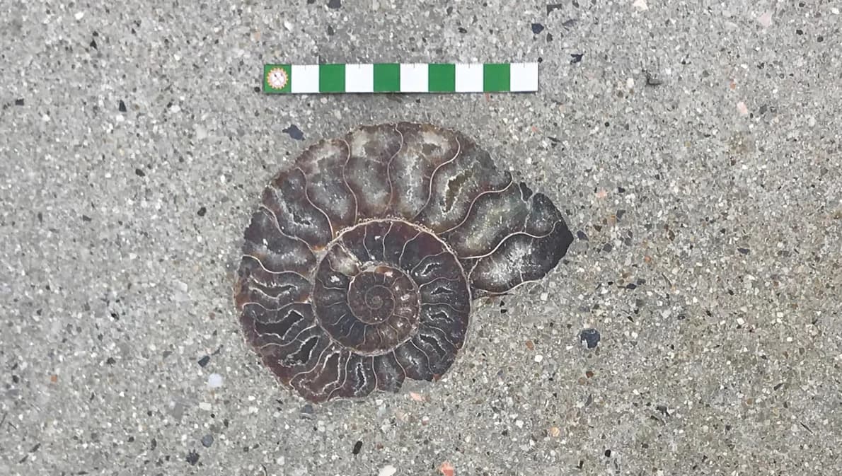 นักธรณีวิทยายืนยัน ‘ฟอสซิลหอย’ พื้นหินขัดกลางห้างเป็นของจริง