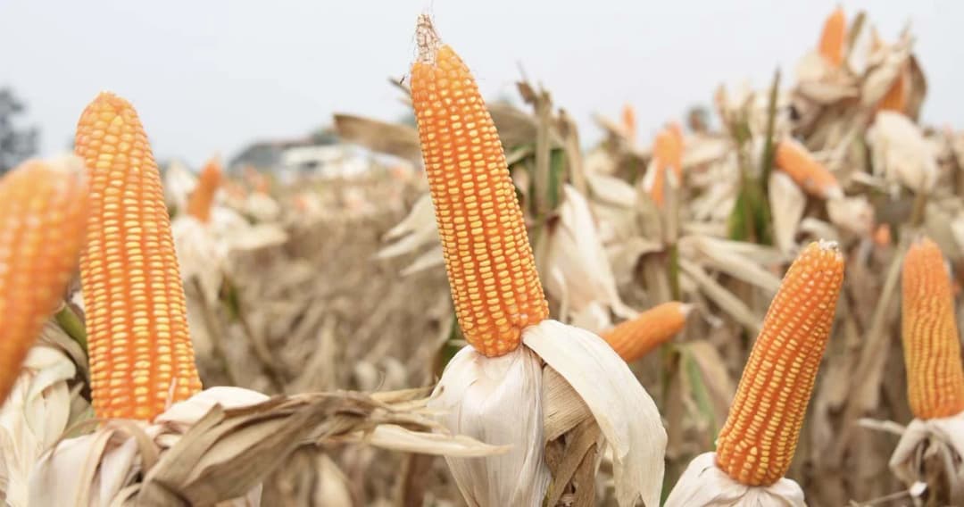 พณ. ผ่อนปรนนำเข้าข้าวโพดเลี้ยงสัตว์ 3 เดือน ขยายโควต้าเป็นไม่เกิน 6 แสนตัน
