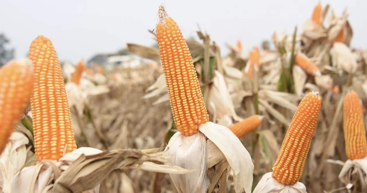 พณ. ผ่อนปรนนำเข้าข้าวโพดเลี้ยงสัตว์ 3 เดือน ขยายโควต้าเป็นไม่เกิน 6 แสนตัน