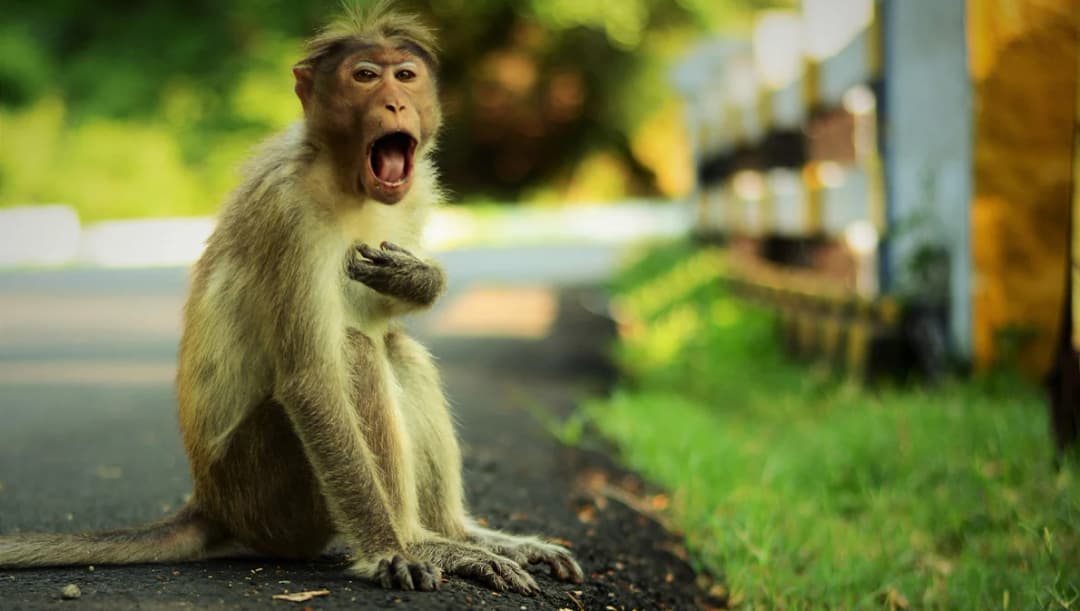 สธ.เตือนระวัง ‘ไข้มาลาเรียโนวไซ’ แพร่จากลิงสู่คน มียุงก้นปล่องเป็นพาหะ