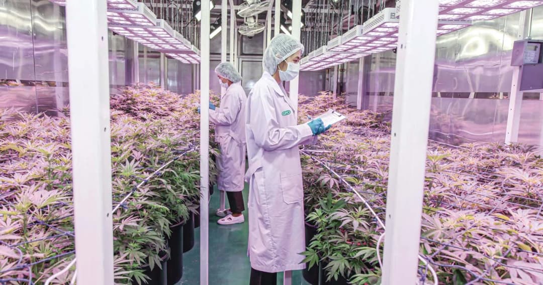 ‘น้ำมันสารสกัดกัญชา’ บรรจุเป็นรายการยาจากสมุนไพรในบัญชียาหลักแห่งชาติด้านสมุนไพรแล้ว