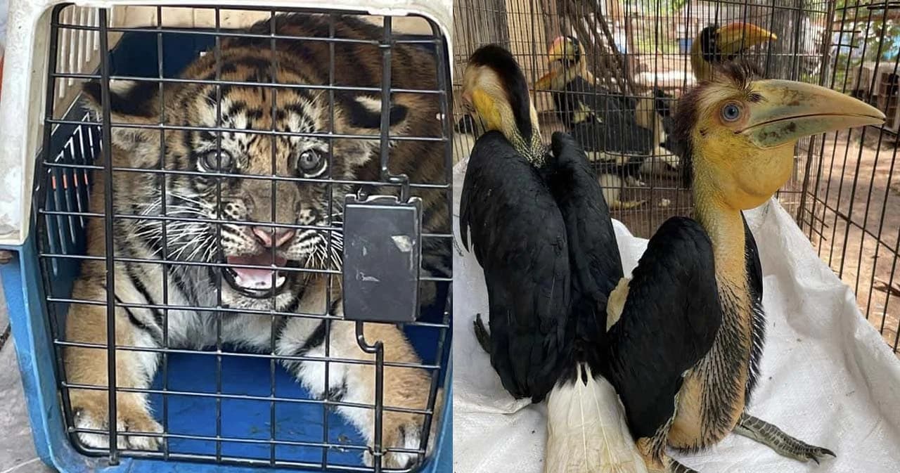 จับพ่อค้าสัตว์ป่าคุ้มครองในโคราช ยึด ‘นกกาฮัง-นกเงือกกรามช้าง-ลูกเสือโคร่ง’