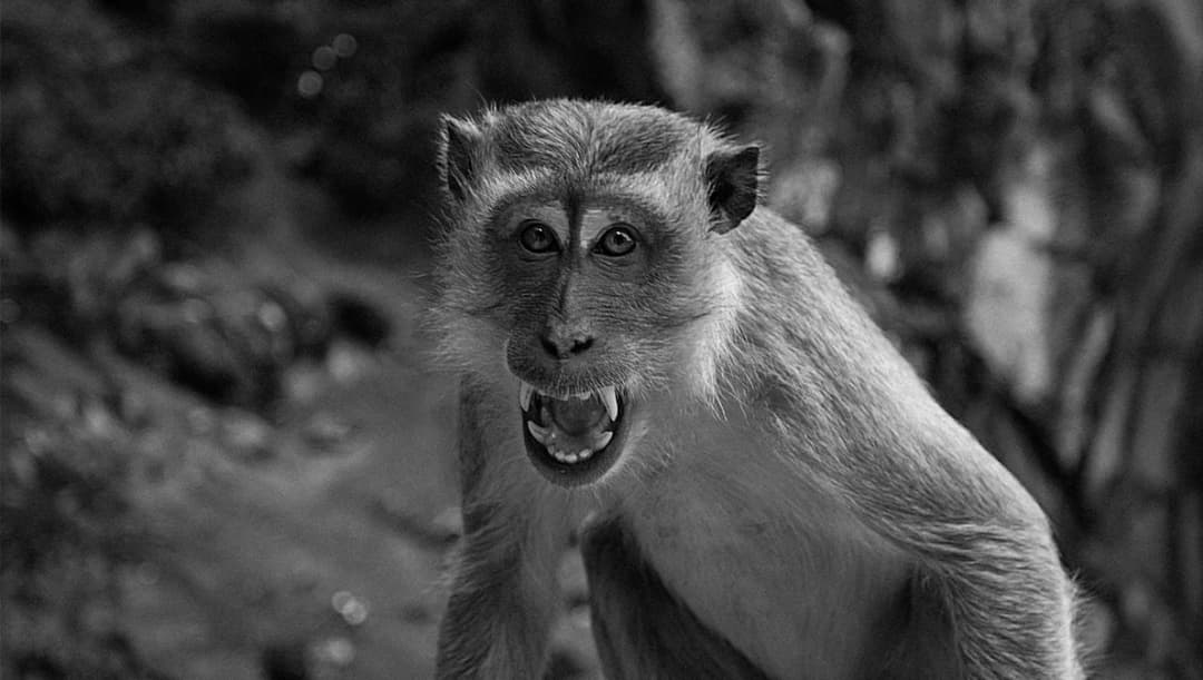 สธ.ชี้โรค ‘ฝีดาษลิง’ ไม่ใช่โรคติดต่ออันตราย เผย 5 ปัจจัยทำให้ควบคุมยาก