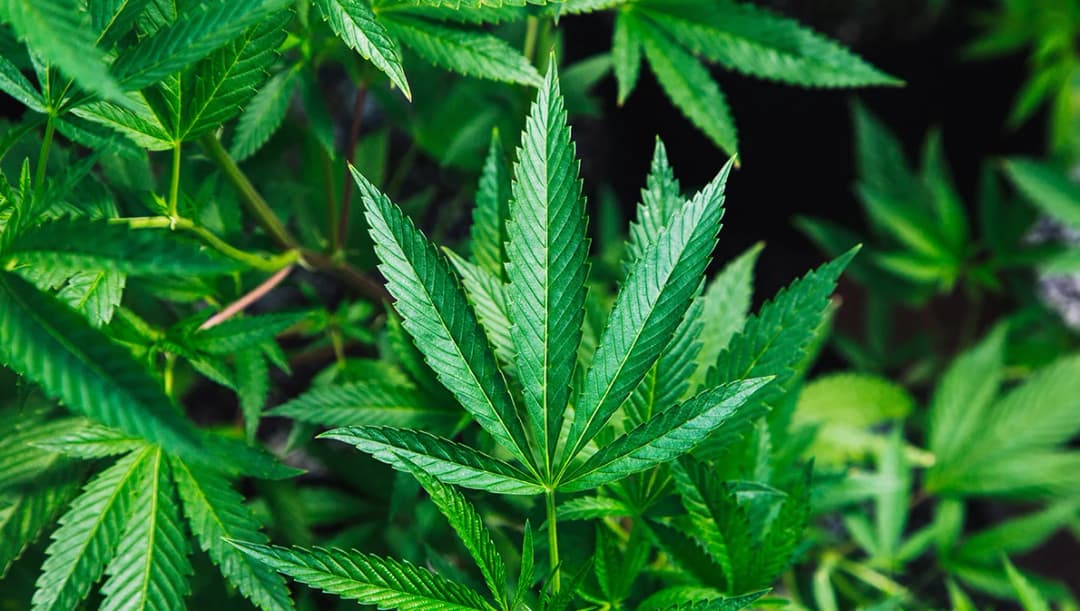 ดีเดย์วันนี้ปลดล็อก ‘กัญชา’ เคลียร์ให้ชัดใช้แบบไหนยังมีความผิด