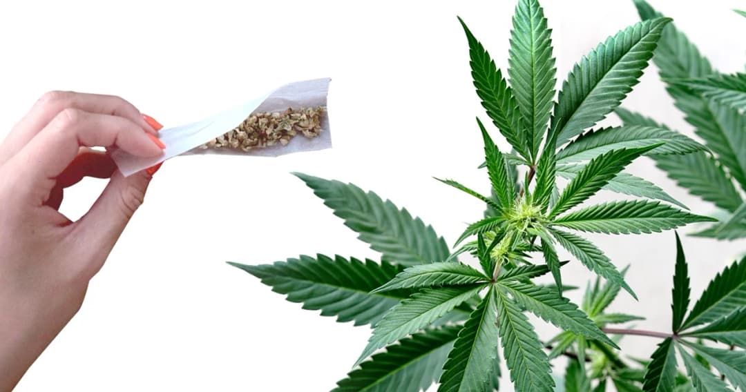 รวมคำเตือน ระวังก่อนใช้กัญชา หลังประกาศปลดล็อก