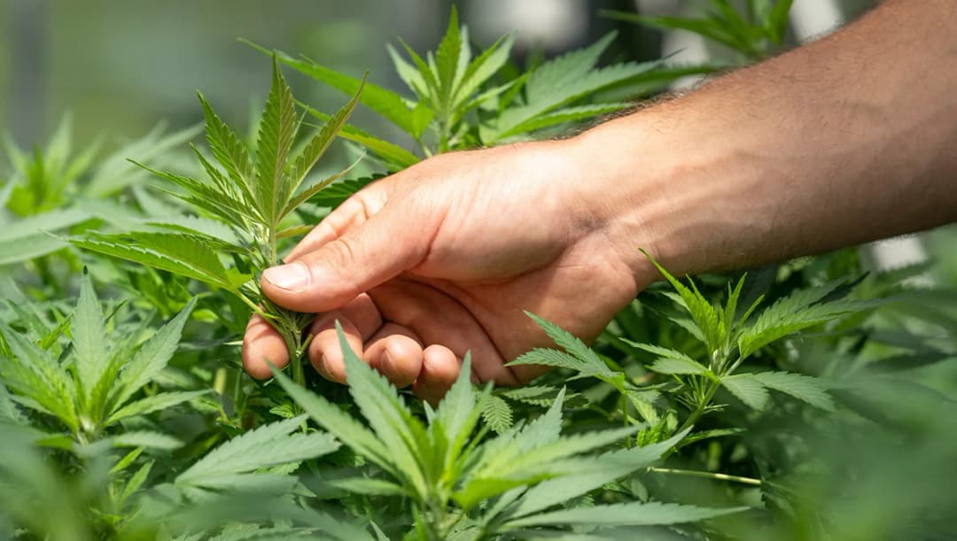 นายกฯ ห่วงปลดล็อกกัญชา-กัญชง ย้ำมาตรการควบคุมการใช้กัญชา