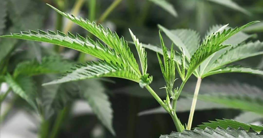 สบยช.เตือนกัญชาใช้ผิดเสี่ยงเกิดอาการทางจิต-กรมสุขภาพจิตเปิดสายด่วน ‘ปรึกษากัญ 1667’