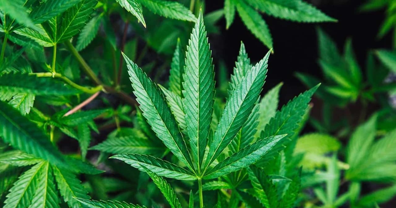 สภาเภสัชฯ ห่วงโฆษณาสรรคุณกัญชาเกินจริง แนะ ระบุคำเตือน-ส่วนประกอบ เพื่อความปลอดภัยของประชาชน