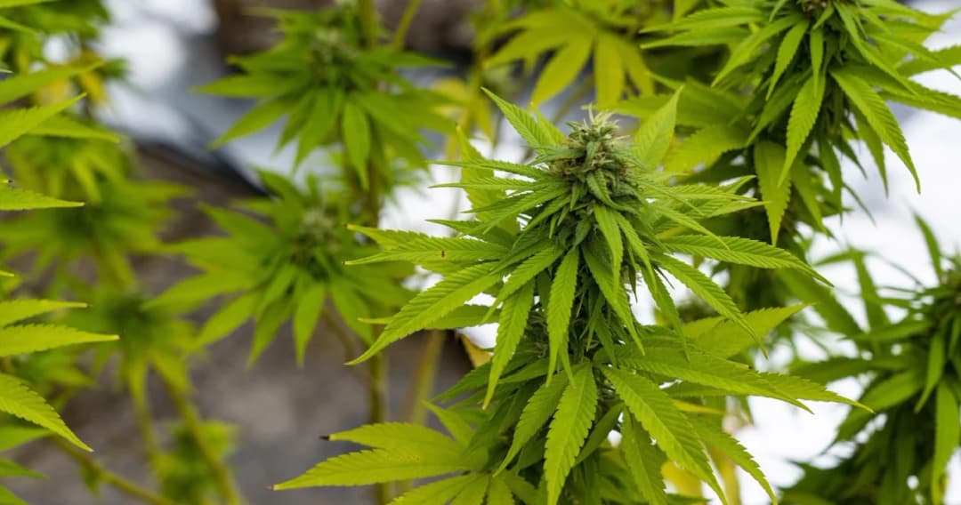 สสส. ชี้ ต้องสร้างความเข้าใจประโยชน์-โทษกัญชาต่อประชาชน ห่วงเด็ก IQ–EQ ลดลง