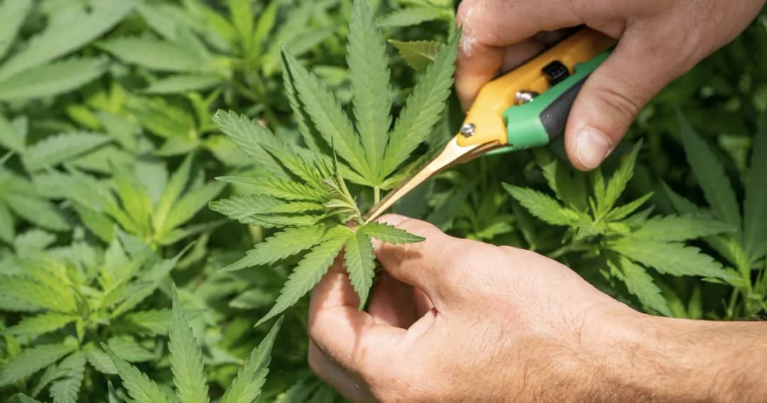 กรมการแพทย์แผนไทยฯ แจง ประกาศ ‘กัญชา’ เป็น ‘สมุนไพรควบคุมคุ้มครอง’ ไม่ให้ถูกใช้ในทางที่ผิด-ไม่ต้องการจับมาขังกรงอีก 