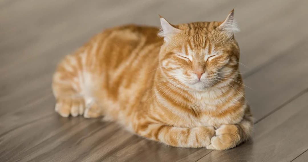 ม.อ.หาดใหญ่ จ.สงขลา เผยผลวิจัย  แมวแพร่โควิดสู่คนรายแรกของโลก ขออย่าทิ้งสัตว์เลี้ยงแต่ระวังมากขึ้น