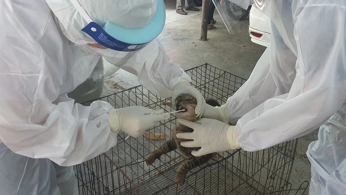 อย่าตระหนก ปศุสัตว์แจงโควิด-19 จากสัตว์สู่คนเกิดขึ้นได้น้อยมาก