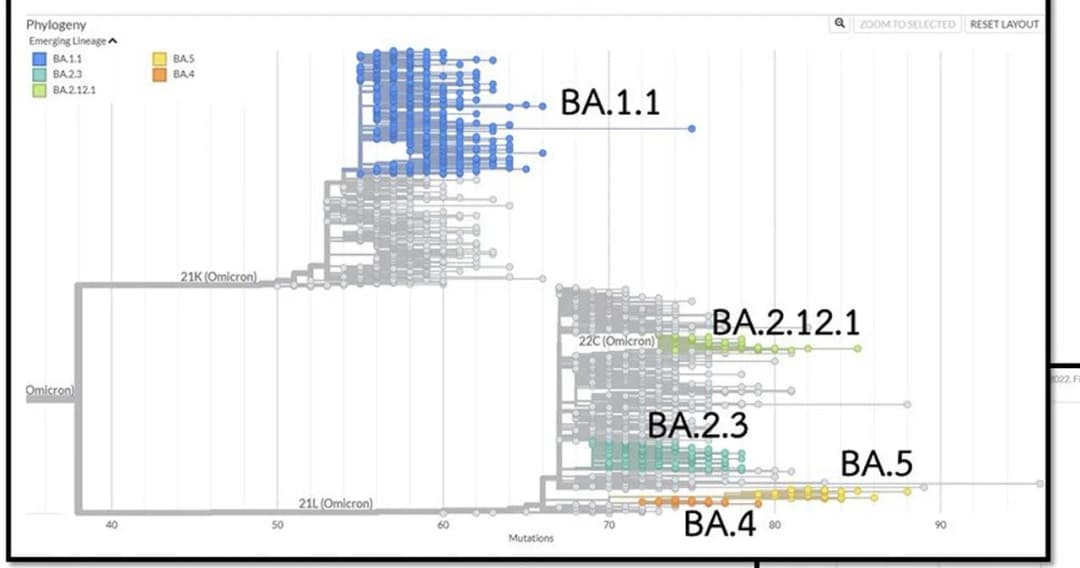 ไอไมครอนสายพันธุ์ย่อย BA.4 และ BA.5 ที่ระบาดในยุโรป ไทยพบผู้ป่วยแล้ว 49 ราย