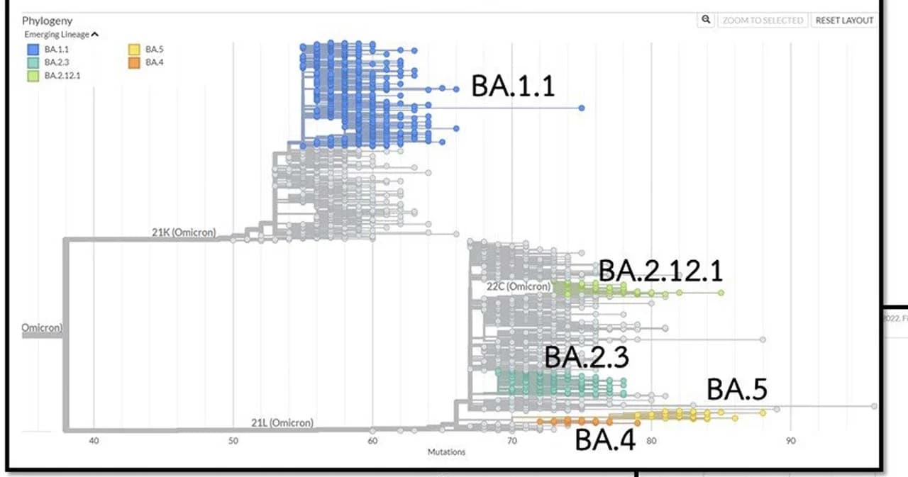 ไอไมครอนสายพันธุ์ย่อย BA.4 และ BA.5 ที่ระบาดในยุโรป ไทยพบผู้ป่วยแล้ว 49 ราย