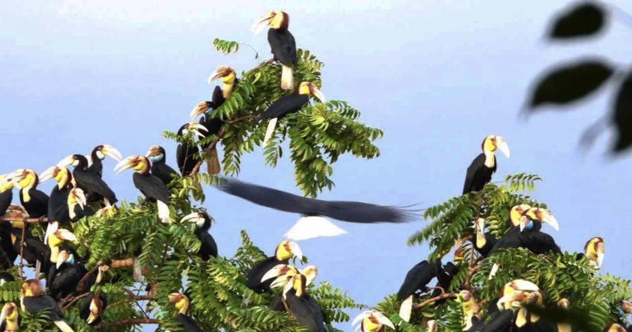 ภาพสะท้อนความอุดมสมบูรณ์ ‘นกเงือกกรามช้างปากเรียบ’ กลับมาที่อุทยานแห่งชาติเขาน้ำค้าง