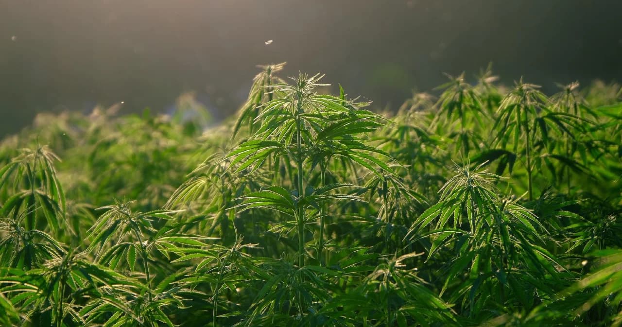 นำร่อง 8 จังหวัด อีสาน-กลาง-เหนือ สำรวจผลิตภัณฑ์เสี่ยงพื้นที่ชุมชน เฝ้าระวังเมนูกัญชา