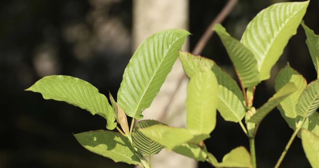 ส.ส.พปชร. ปลื้ม สภาฯ ผ่านร่างพ.ร.บ.พืชกระท่อม ตามที่กมธ.แก้ไข ขายผ่านออนไลน์ได้