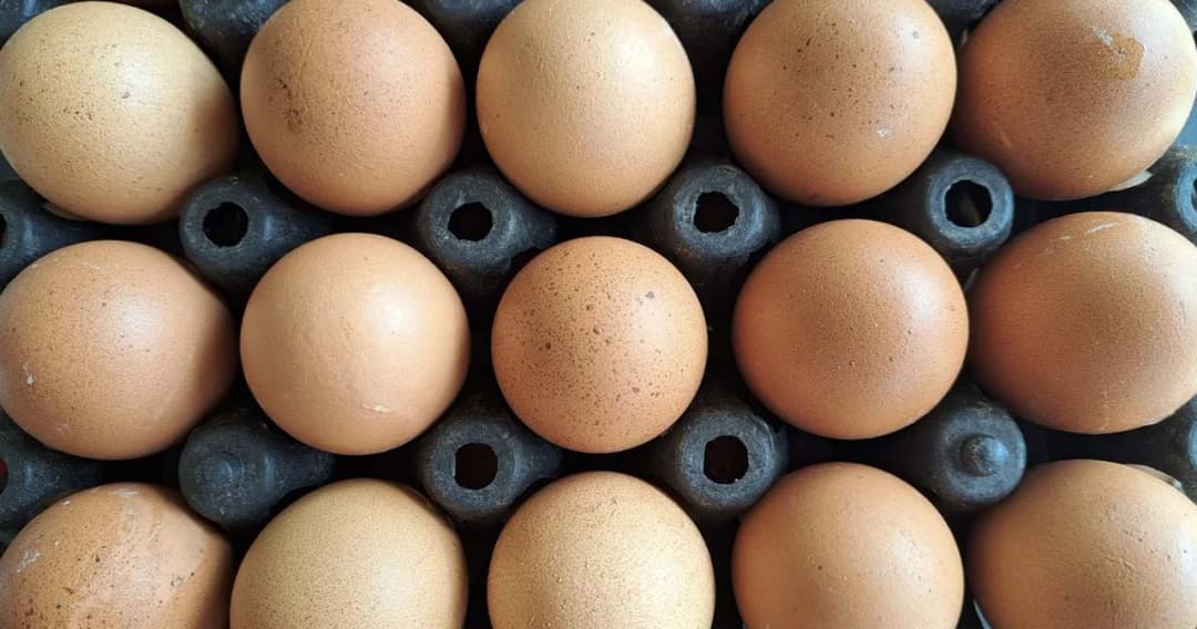 ประกาศราคาไข่ไก่ใหม่ 3.20 บาท/ฟอง มีผลพรุ่งนี้ 6 ก.ค. หลังไข่ล้นตลาด ราคาปรับลดลง