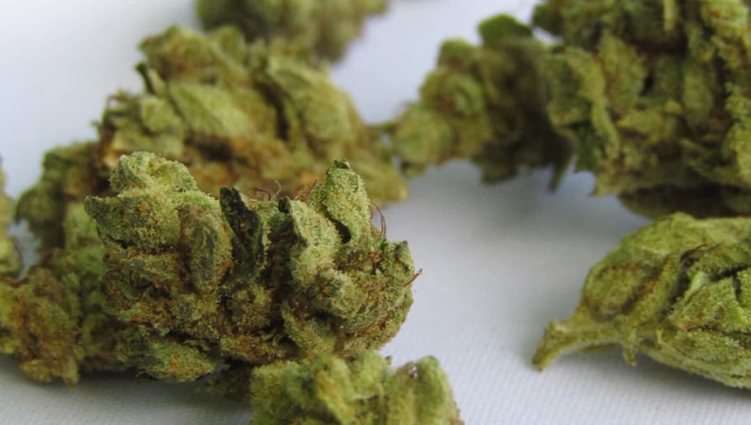 ราชวิทยาลัยกุมารแพทย์ฯ เผยข้อมูลพบเด็กป่วยจากกัญชา 9 ราย อายุน้อยสุด 6 ขวบ