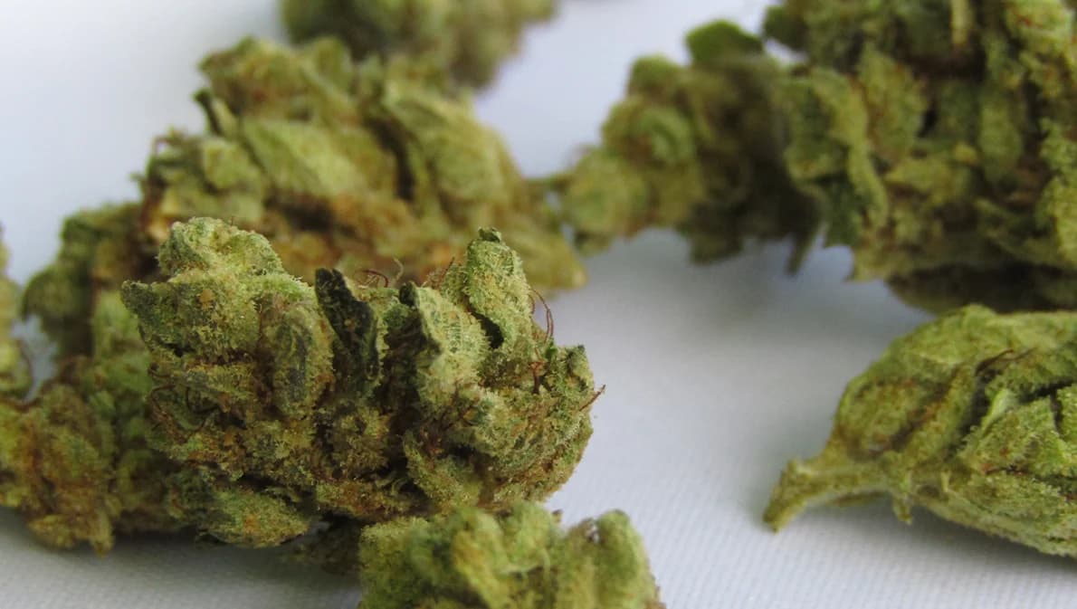 ราชวิทยาลัยกุมารแพทย์ฯ เผยข้อมูลพบเด็กป่วยจากกัญชา 9 ราย อายุน้อยสุด 6 ขวบ