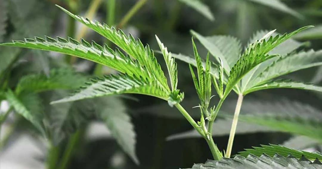 ผบ.ตร. ห้ามตำรวจสูบกัญชา-กัญชง บนโรงพักและทุกหน่วยในสังกัด ส่วนคนมาติดต่อราชการ ห้ามทำให้เกิดกลิ่น-ควัน