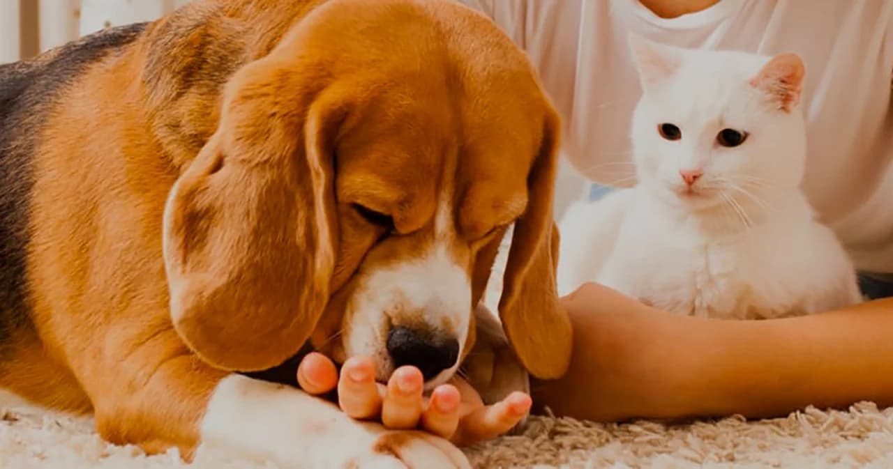 aai-ipo-to-raise-fund-thailand-stock-market-this-year