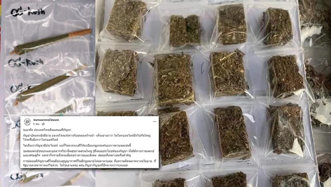 ชมรมแพทย์ชนบทจี้รัฐบาลแก้ปัญหา ‘กัญชา’ ช่วงไร้กฎหมายควบคุม ชี้อย่ามัวแต่รอ พ.ร.บ.กัญชา กัญชง 