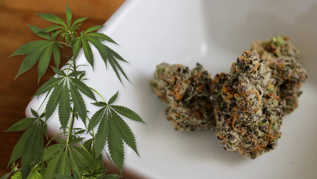 เช็ก 7 คำแนะนำใช้ไม่ใช้ ‘กัญชา’ ตามประกาศแพทยสภา