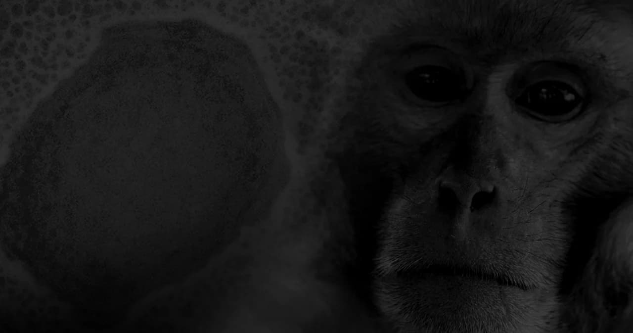 เปิดไทม์ไลน์ผู้ป่วยฝีดาษลิงรายที่ 3 ในไทย