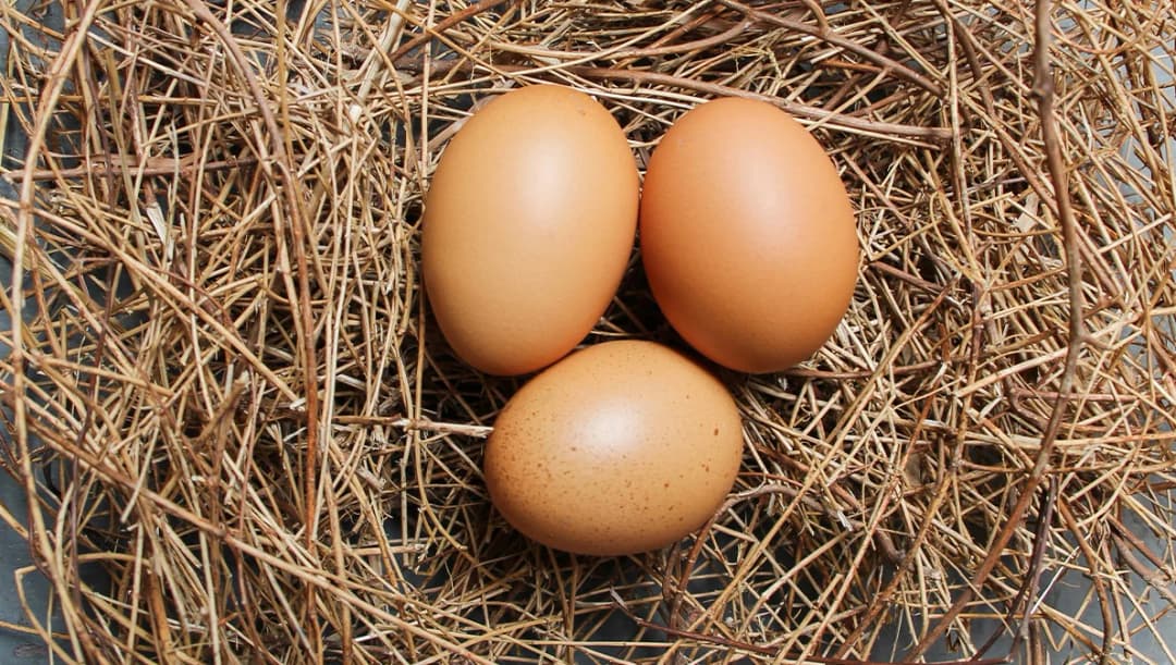 ‘ไข่ไก่’ ขึ้นราคาอีก 10 สต. เป็นฟองละ 3.60 บาท แพงสุดในรอบปี มีผล 17 ส.ค.นี้