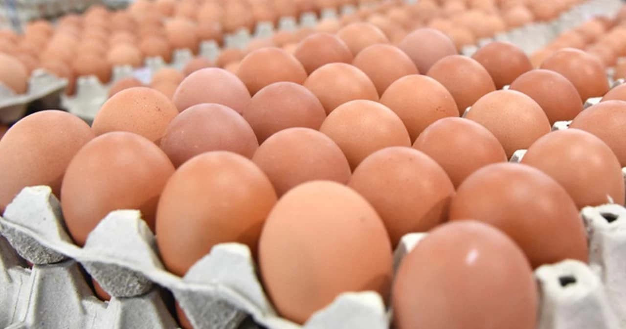 อธิบดีกรมปศุสัตว์ แจงราคาไข่ไก่แพงในรอบหลายปี เหตุต้นทุนอาหารสัตว์พุ่งสูงต่อเนื่อง