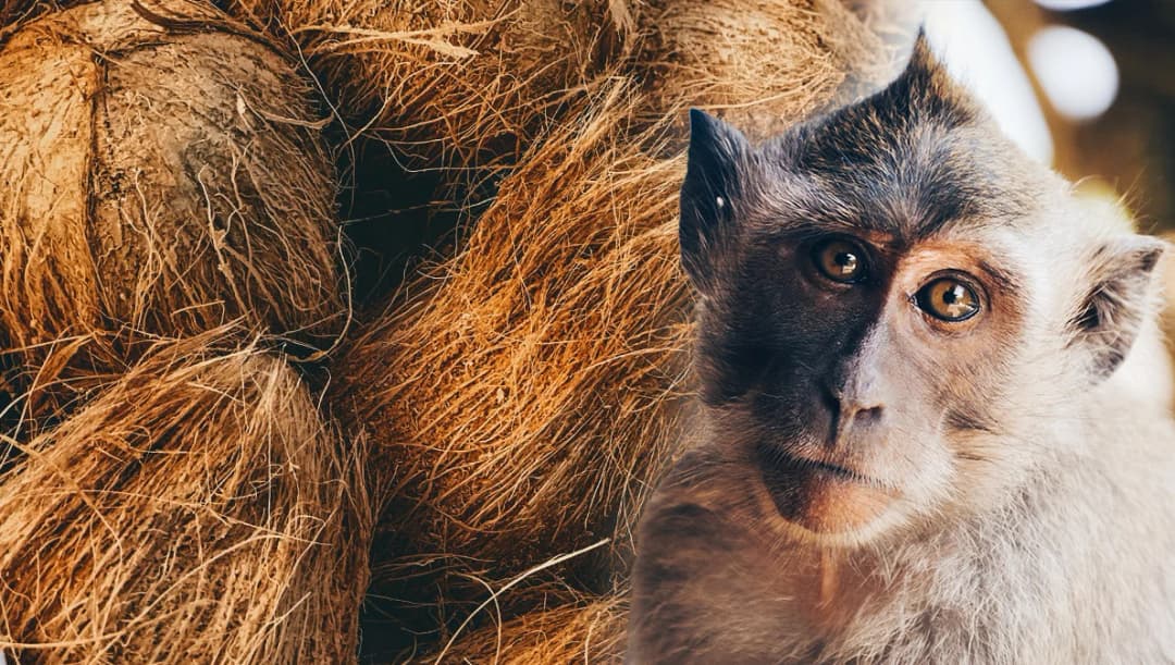 กษ.ดันมาตรการ GAP Monkey Free Plus สยบปัญหาใช้ลิงเก็บมะพร้าว