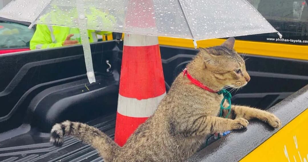  แมวหลงบนทางด่วน กทม. บ้านอยู่หาดใหญ่ เจ้าของรีบบินมารับทันทีบอกหายออกจากบ้านนานเกือบ 1 เดือน