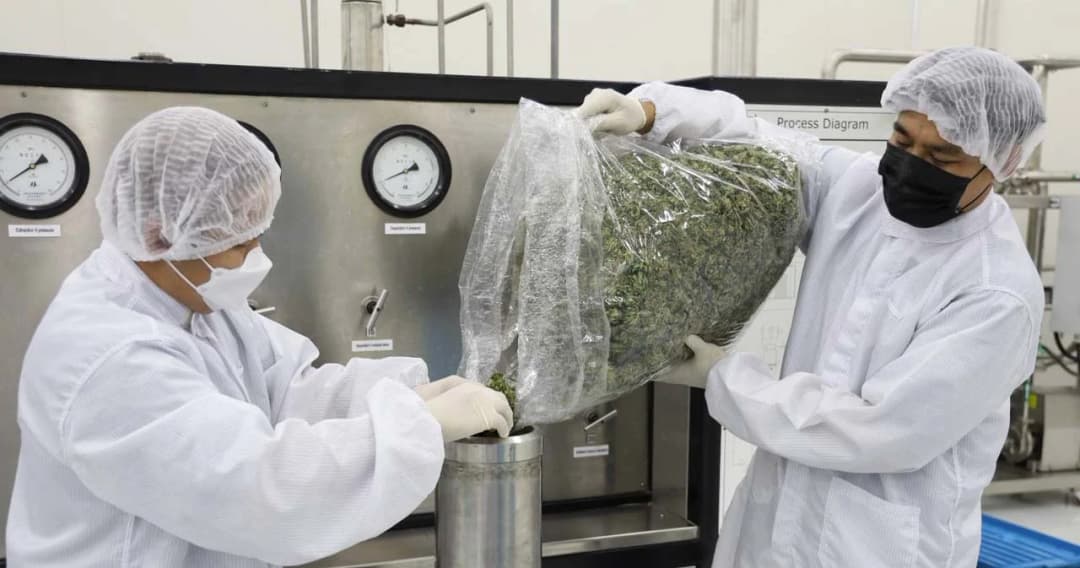 กรมการแพทย์แผนไทยฯ เปิดตัว ‘ศูนย์การสกัดกัญชา-กัญชง’ หวังต่อยอดผลิตภัณฑ์อาหาร เครื่องสำอาง กระตุ้นเศรษฐกิจให้ฟื้นตัว