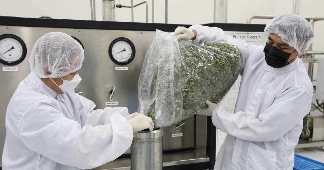 กรมการแพทย์แผนไทยฯ เปิดตัว ‘ศูนย์การสกัดกัญชา-กัญชง’ หวังต่อยอดผลิตภัณฑ์อาหาร เครื่องสำอาง กระตุ้นเศรษฐกิจให้ฟื้นตัว