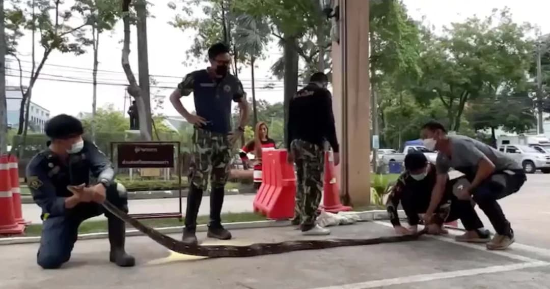 จับแล้ว งูที่ซ่อนตัวอยู่ในอาคารกรมป่าไม้ กัดเจ้าหน้าที่ในกรมอุทยานฯ บาดเจ็บ