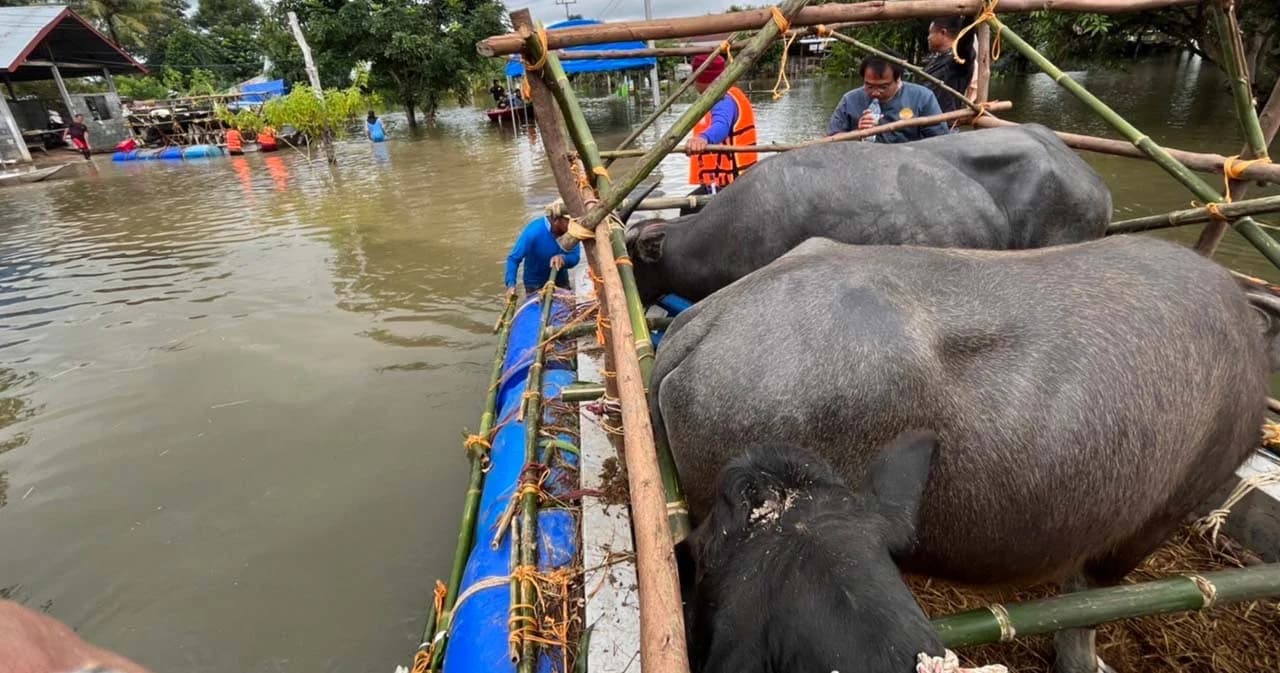 รัฐบาลพร้อมอพยพ ดูแลสัตว์พื้นที่น้ำท่วม ก.เกษตรฯ ตั้งวอร์รูม จัดหน่วยเคลื่อนที่เร็ว 24 ชั่วโมง