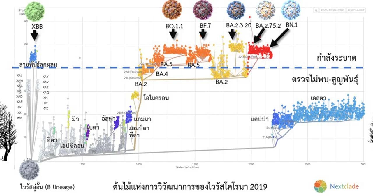 ศูนย์จีโนมฯ เผย โควิด 6 สายพันธุ์ย่อยกำลังระบาด พบในไทยแล้ว 3 สายพันธุ์