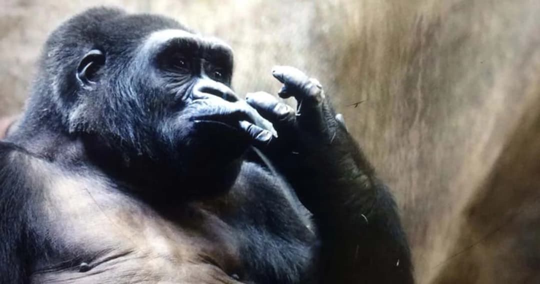 ‘สวนสัตว์พาต้า’ ยืนยัน ไม่เคยเจรจาซื้อขายกอริลลา ‘บัวน้อย’ หลังมีข่าวเปิดเจรจาเรียก 30 ล้านบาท