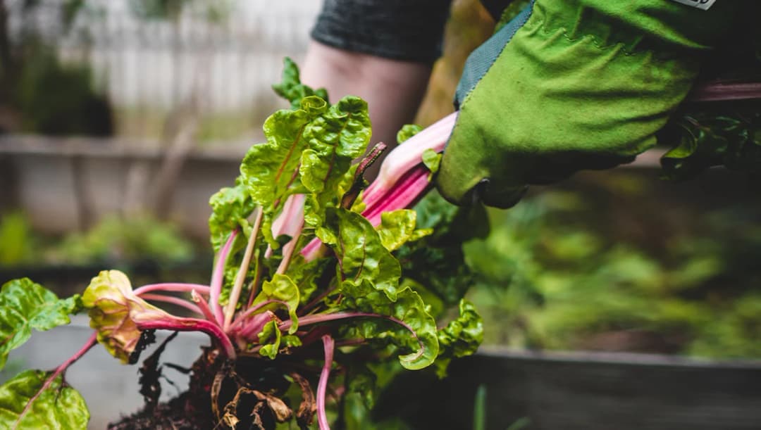 อย่าหลงเชื่อ แอปฯ เป๋าตัง ปล่อยกู้เงิน – เก็บผักที่เกาหลี เงินเดือน 7 หมื่น