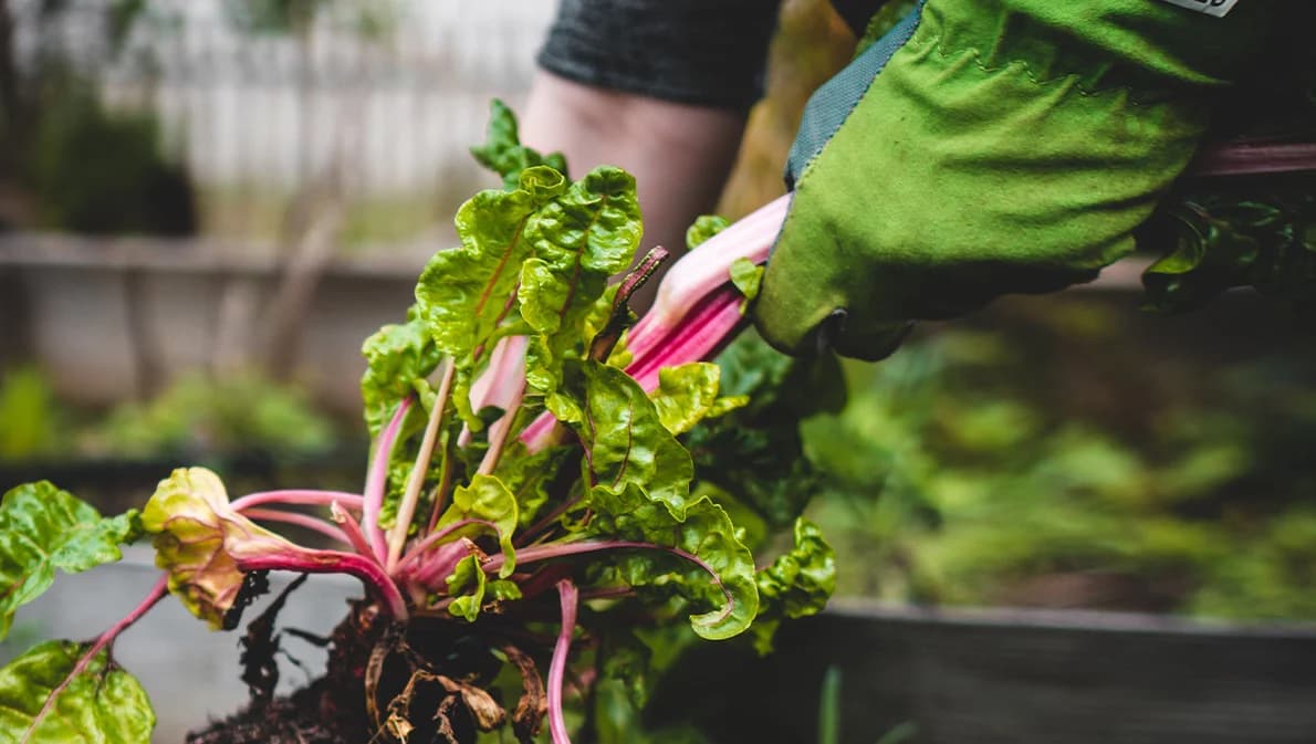 อย่าหลงเชื่อ แอปฯ เป๋าตัง ปล่อยกู้เงิน – เก็บผักที่เกาหลี เงินเดือน 7 หมื่น