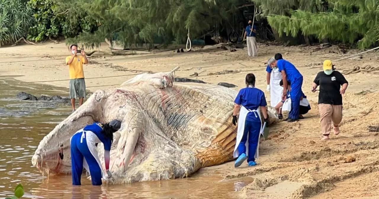 ผลผ่าชันสูตรซากวาฬบรูด้าเกยตื้น อ่าวแหลมไทร เกาะราชา จ.ภูเก็ต พบถ้วยพลาสติกในลำไส้เล็ก 1 ใบ