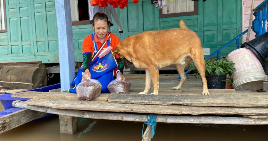 มูลนิธิเพื่อสุนัขในซอยส่งอาหารสัตว์ 210 ตันช่วยสุนัขและแมวน้ำท่วม