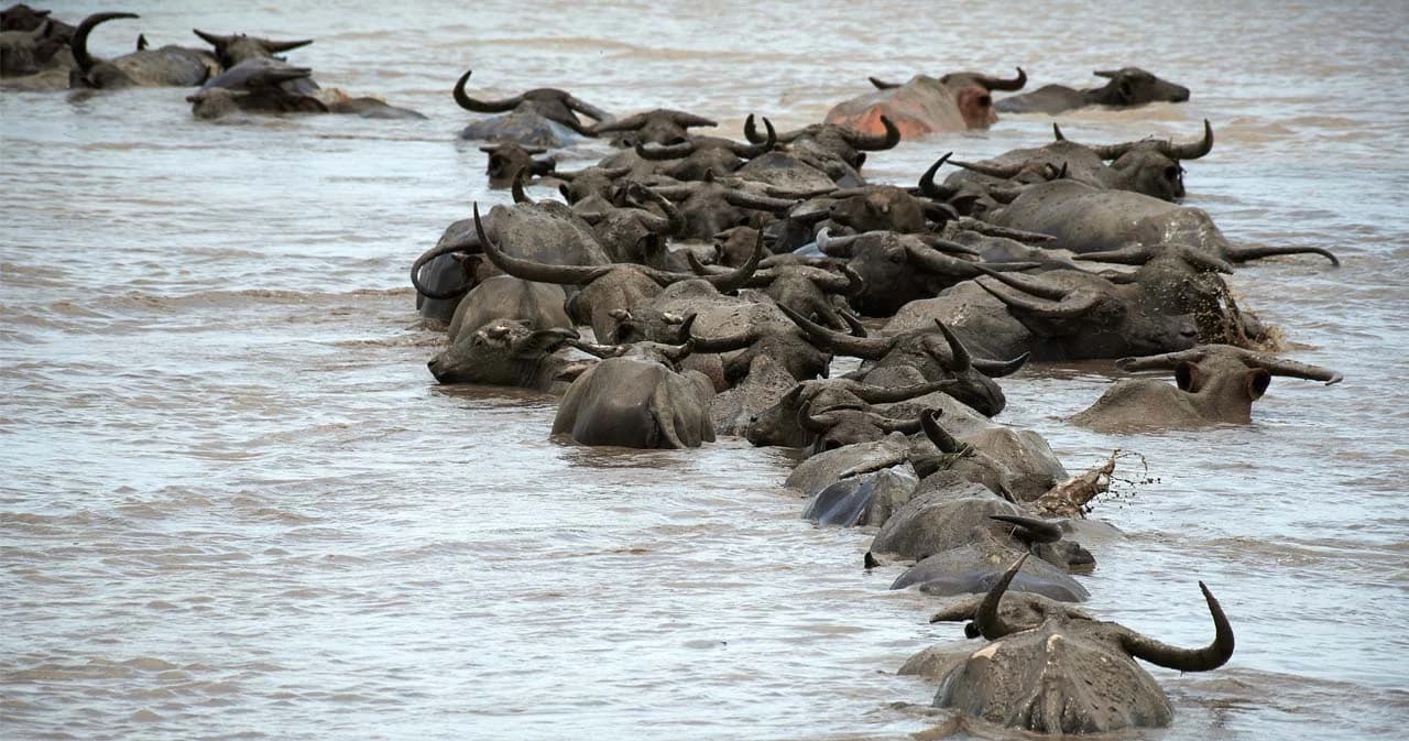 FAO ประกาศ ‘ระบบการเลี้ยงควายปลักพื้นที่ทะเลน้อย’ เป็นมรดกโลกทางการเกษตร แห่งแรกของไทย