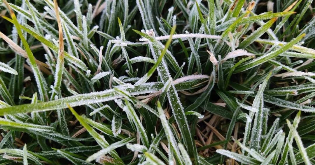 เปิดภาพ ‘เหมยขาบแรกของปี’ ที่ดอยอินทนนท์ เชียงใหม่