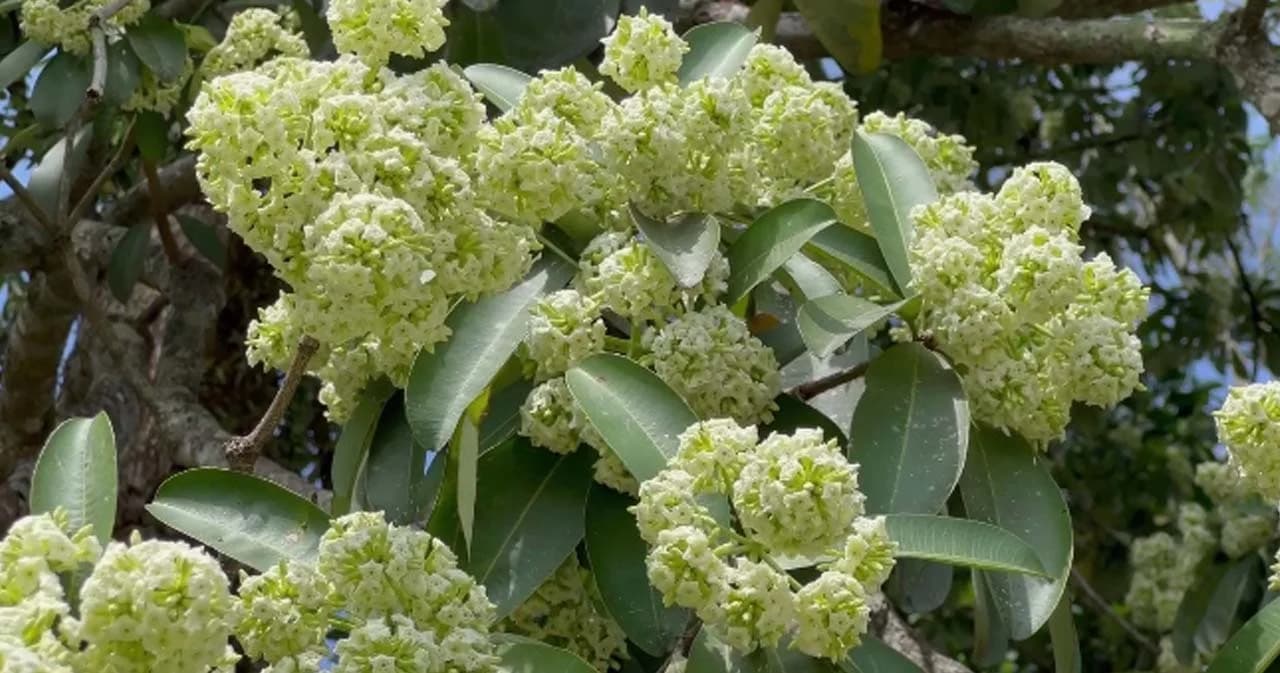 ‘ต้นตีนเป็ด’ แพทย์แผนไทย เตือนเลี่ยงสูดกลิ่น อาจส่งผลต่อระบบหัวใจล้มเหลว