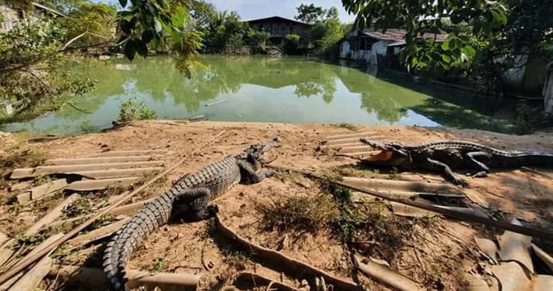 ชาวบ้านผวากลัวจระเข้หลุด แจ้ง ตร.ตรวจค้นบ่อจระเข้เถื่อน ยึดได้ 160 ตัว