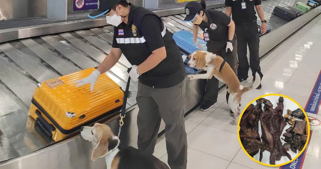 ‘สารวัตรบีเกิ้ล’ ด่านสุวรรณภูมิตรวจพบนักท่องเที่ยวเปิบพิสดารซุก ‘ค้างคาวรมควัน’ ในสัมภาระ